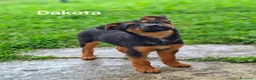 Meticcio cani in regalo: 8 CUCCIOLI CERCANO AMORE! Tg media, dolcissimi! - Annuncio 9