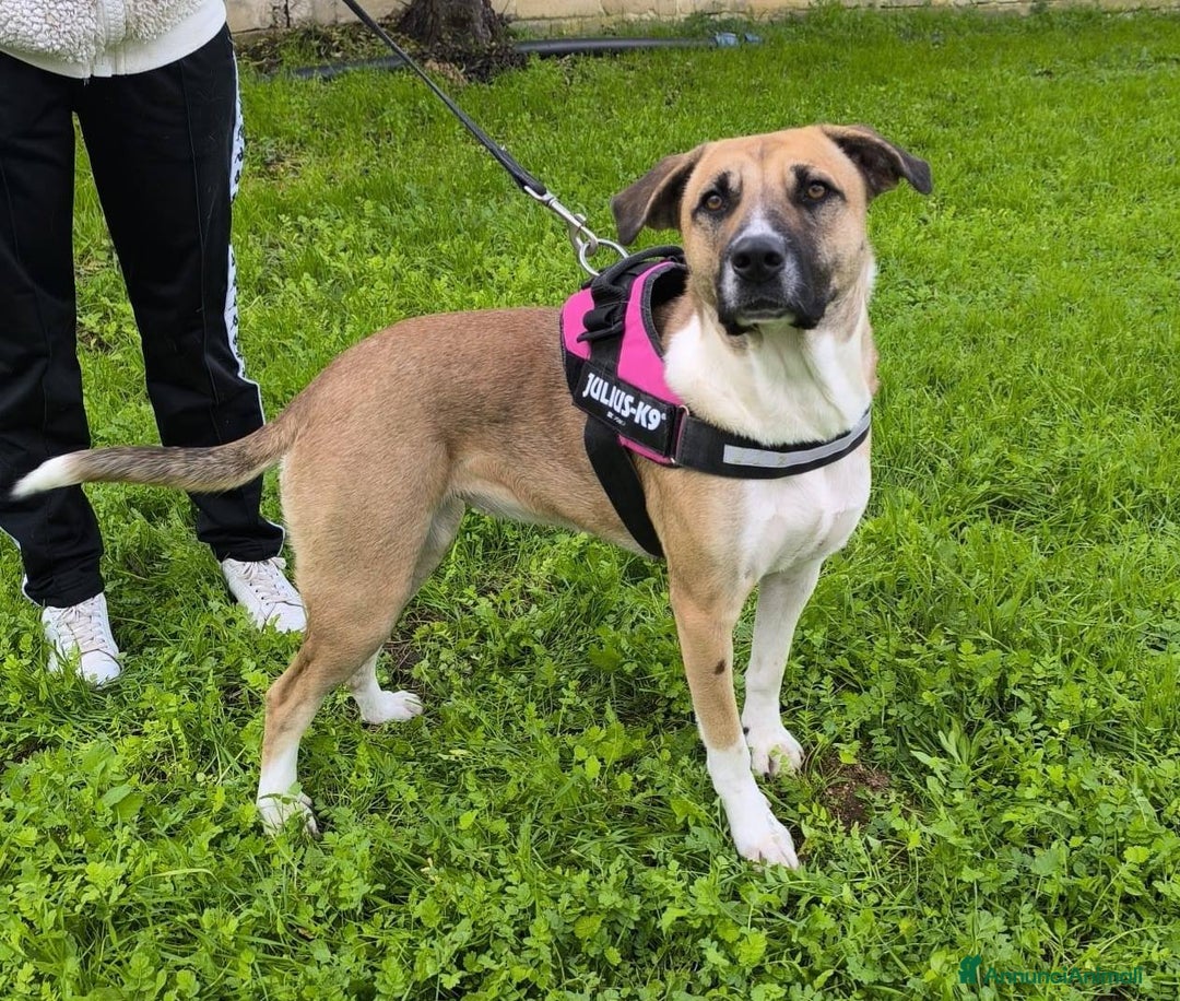 Meticcio cani in regalo: Bibi, bella e buona - Annuncio 5