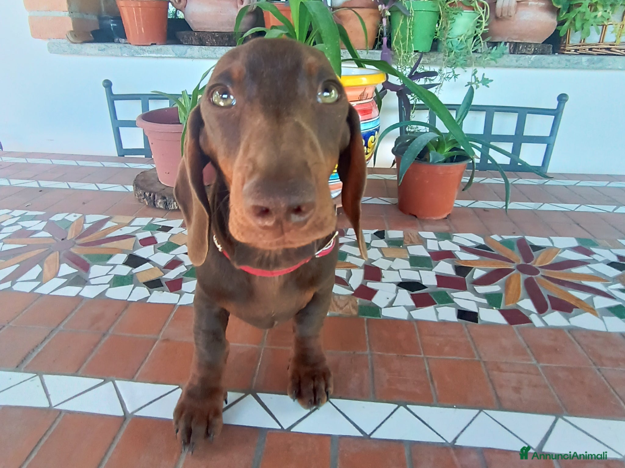 Bassotto cani Bassotto  disponibile Pedigree. - Annuncio 2