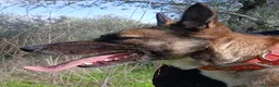 Meticcio cani in regalo: Kira, energica e dolce simil Malinois - Annuncio 3