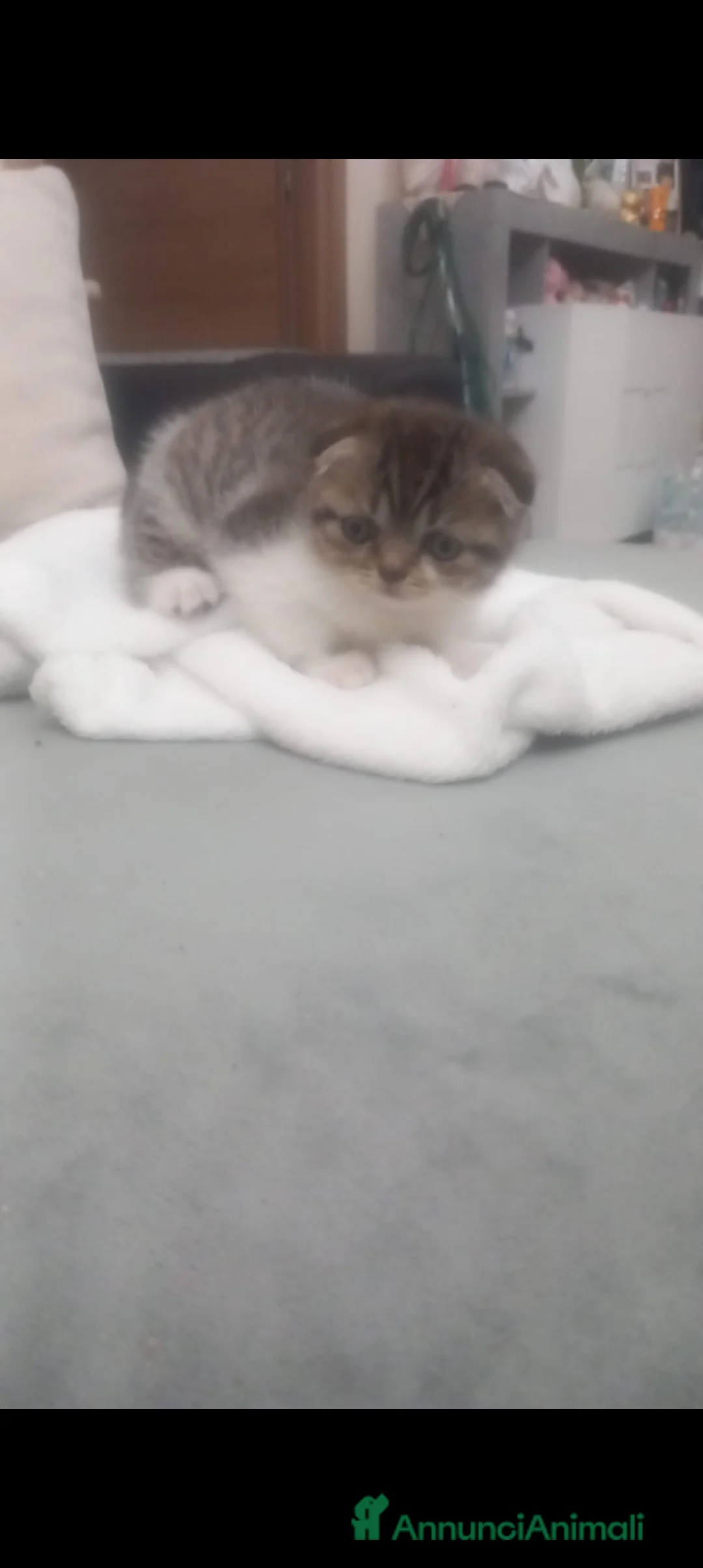 Scottish gatti in vendita: Schottich Fold  - Annuncio 3