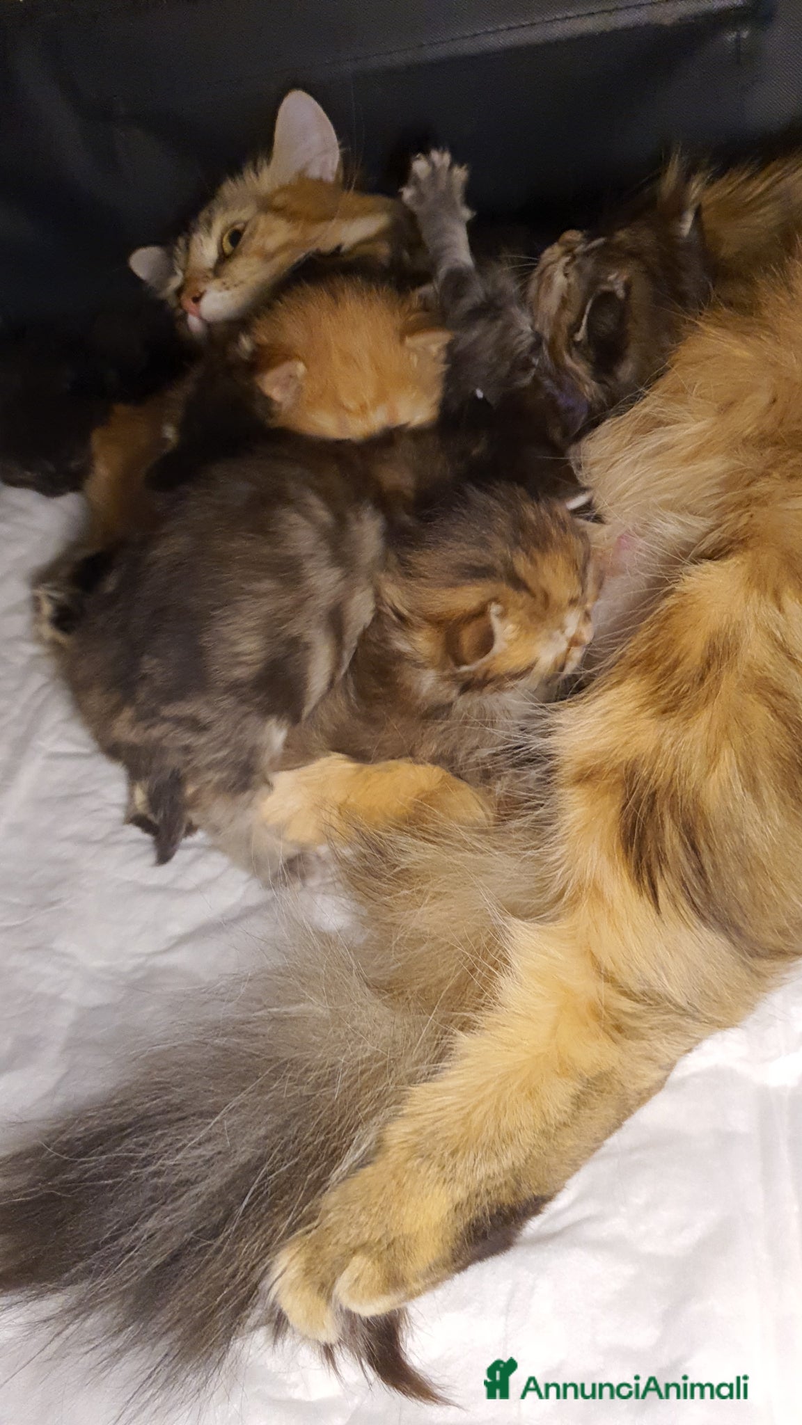 Siberiano gatti cuccioli gattini siberiani - Annuncio 1