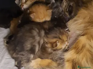 Siberiano gatti cuccioli gattini siberiani - Annuncio 1