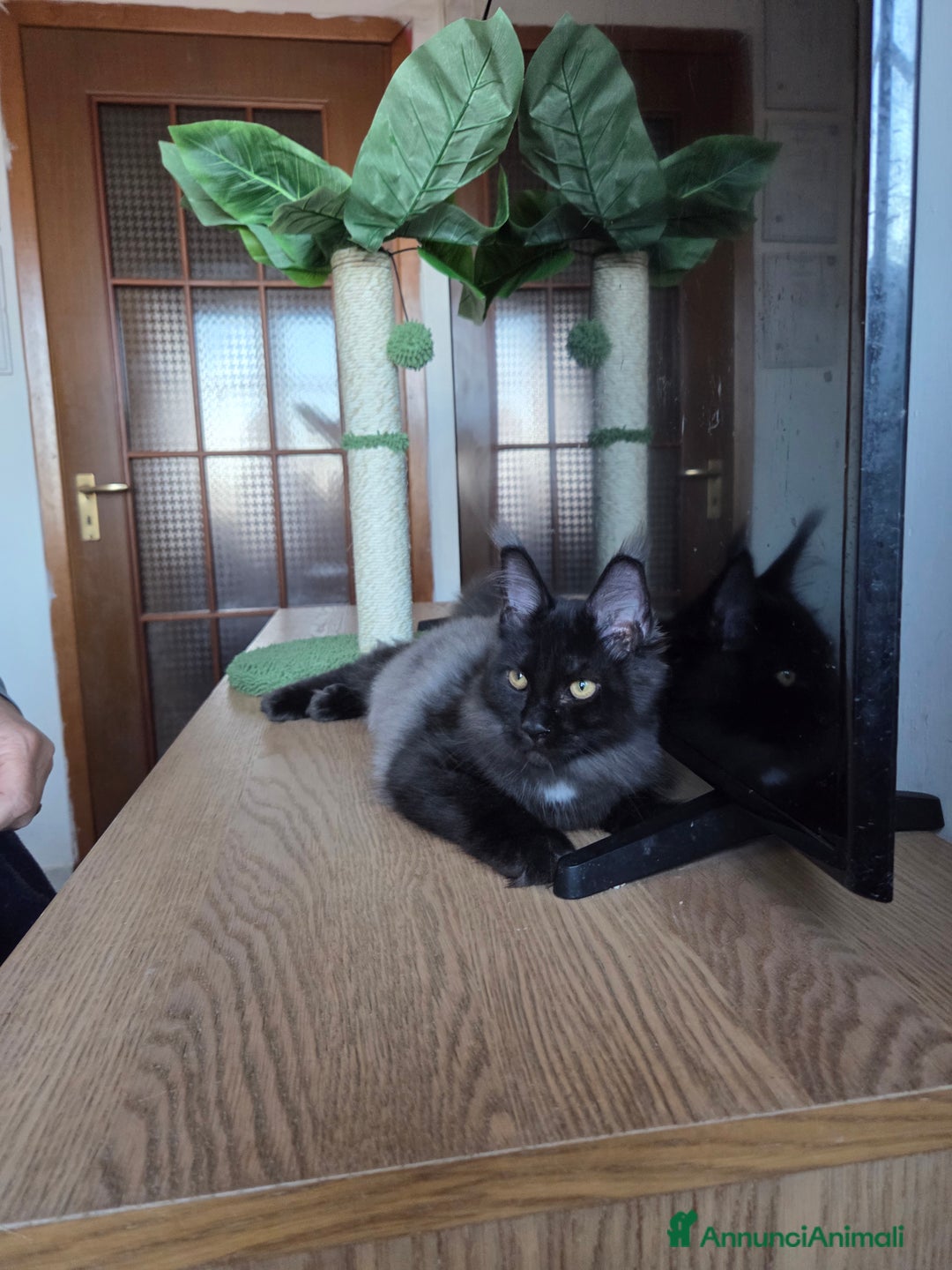 Maine Coon gatti in vendita: Ultimi 4 cuccioli Maine Coon - Annuncio 10