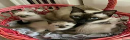 Siamese gatti in vendita: Gattini Siamesi thai - Annuncio 2