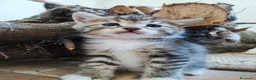 Altre razze gatti in vendita: Dolcissimi gattini cercano una famiglia amorevole - Annuncio 10