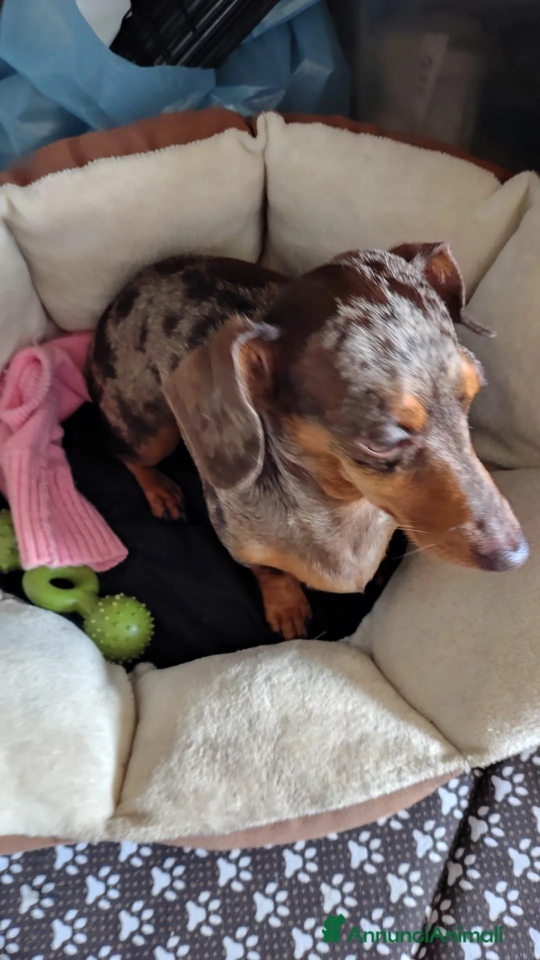 Bassotto cani in vendita: Cuccioli di bassotto di tre mesi - Annuncio 1