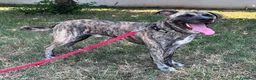 Meticcio cani in regalo: VITO CERCA CASA - Annuncio 2