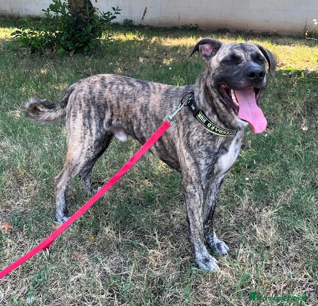 Meticcio cani in regalo: VITO CERCA CASA - Annuncio 2