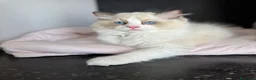 Ragdoll gatti in vendita: Cuccioli Ragdoll - Annuncio 1
