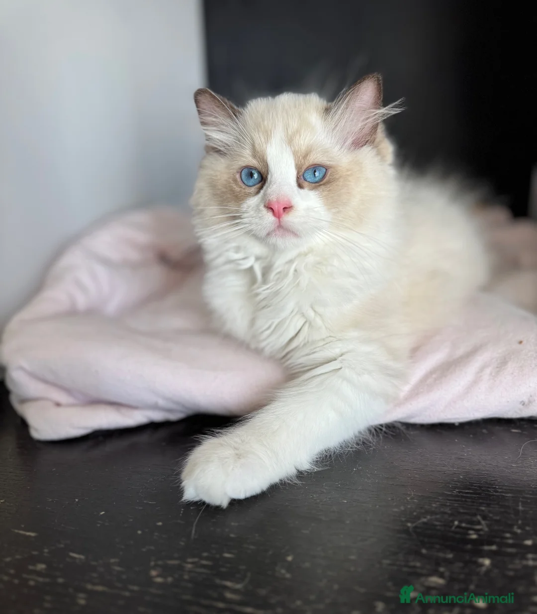 Ragdoll gatti in vendita: Cuccioli Ragdoll - Annuncio 1