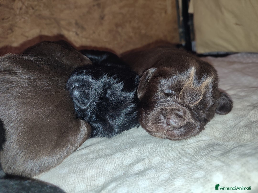 Terranova cani in vendita: Cuccioli di Terranova neri e brown - Annuncio 2