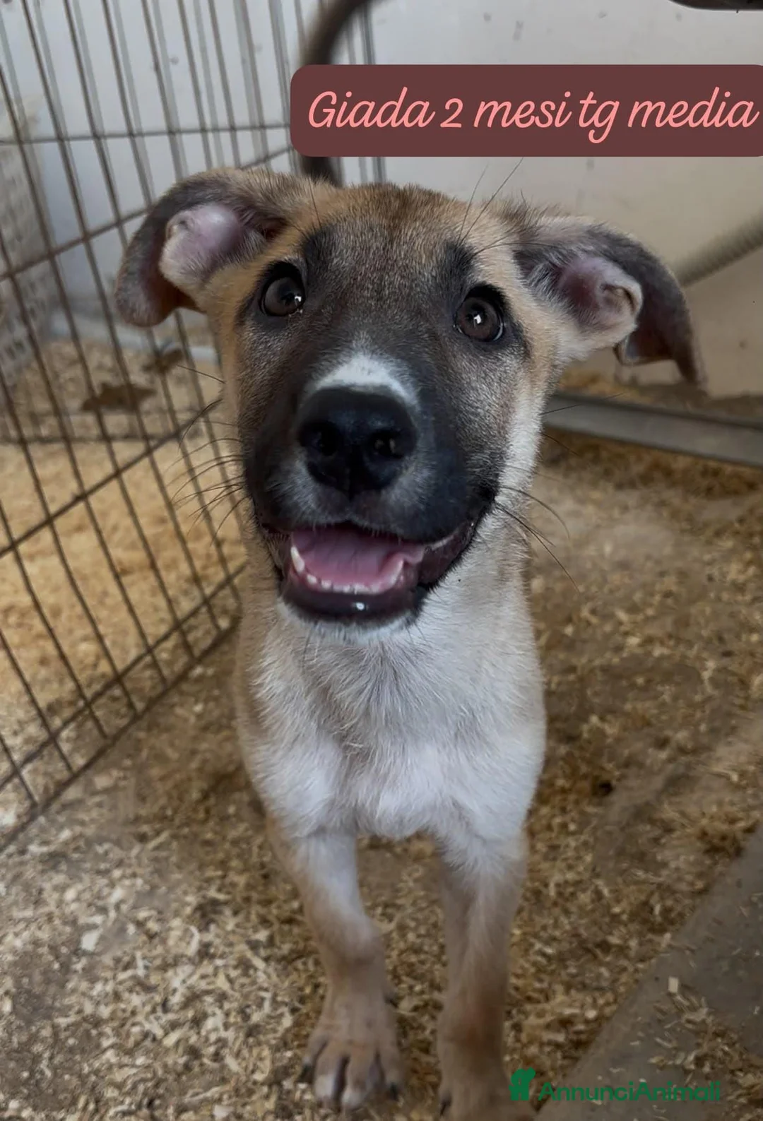 Meticcio cani in regalo: Trovatelli cercano urgentemente casa a Provincia di Monza e della Brianza - Annuncio 2