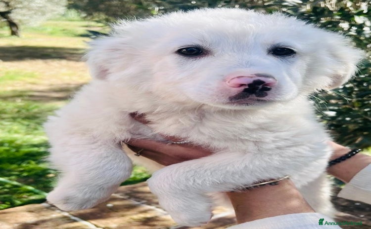 Meticcio cani - Annuncio 10