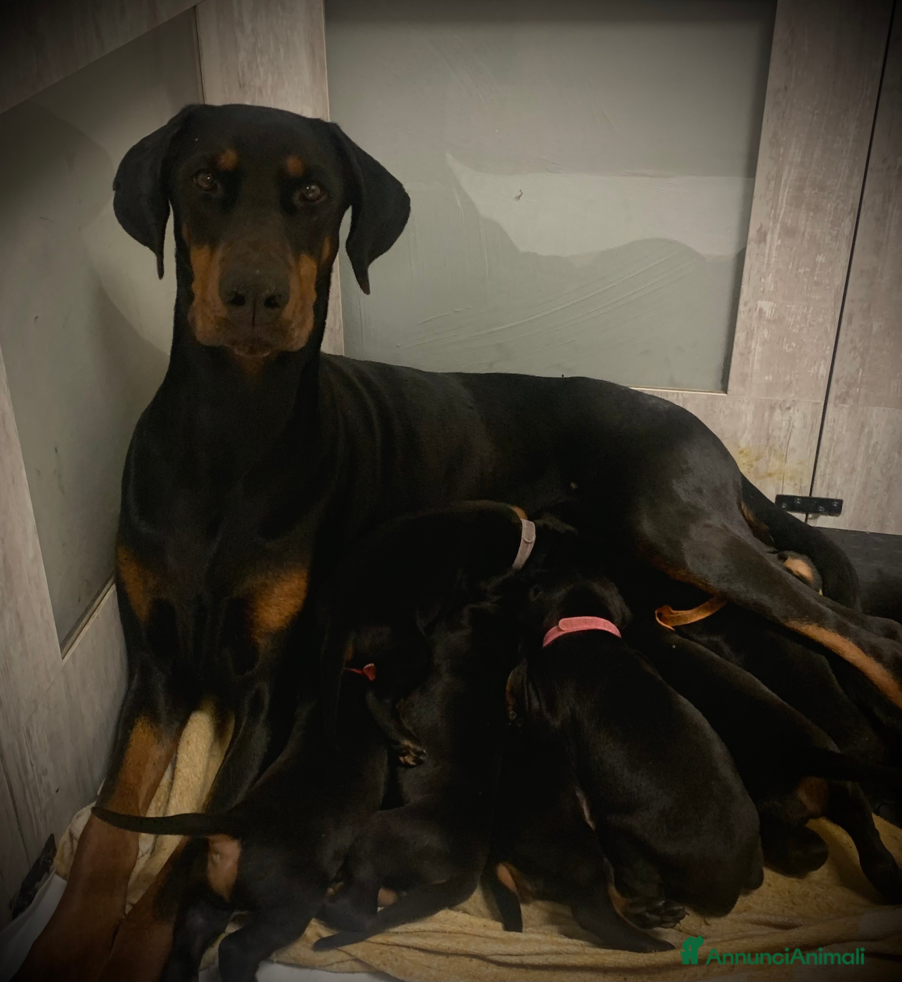 Dobermann cani Dobermann cuccioli- Pedegree Enci - Annuncio 7
