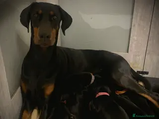 Dobermann cani Dobermann cuccioli- Pedegree Enci - Annuncio 7