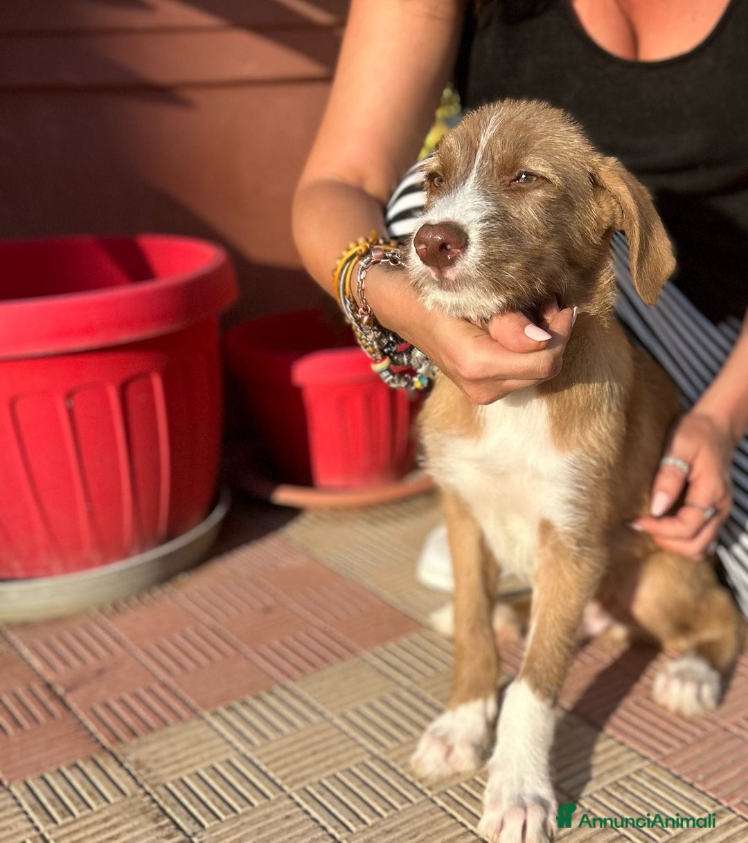 Meticcio cani in regalo: Stefano, Nicola & Giacomo, 3 mesi a Provincia di Bergamo - Immagine 19