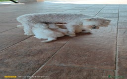 Maltese cani in vendita: Maltese  a Provincia di Frosinone - Immagine 3