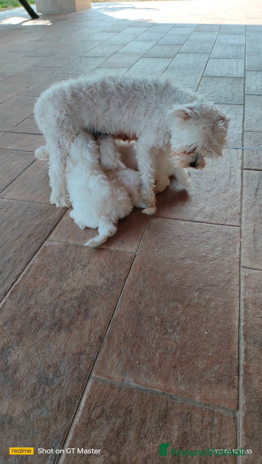 Maltese cani in vendita: Maltese  a Provincia di Frosinone - Immagine 3