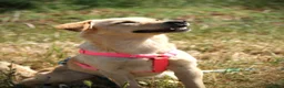 Meticcio cani in regalo: ✨ Venerdì ✨ - Annuncio 3