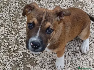 Pitbull cani CUCCIOLOTTO MIX PITT DA ADOTTARE a Provincia di Modena - Annuncio 29