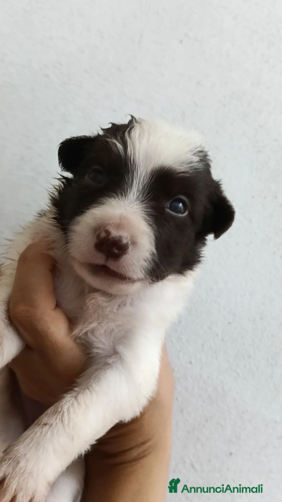 Border Collie cani in vendita: Border collie con pedigree ENCI - Annuncio 5
