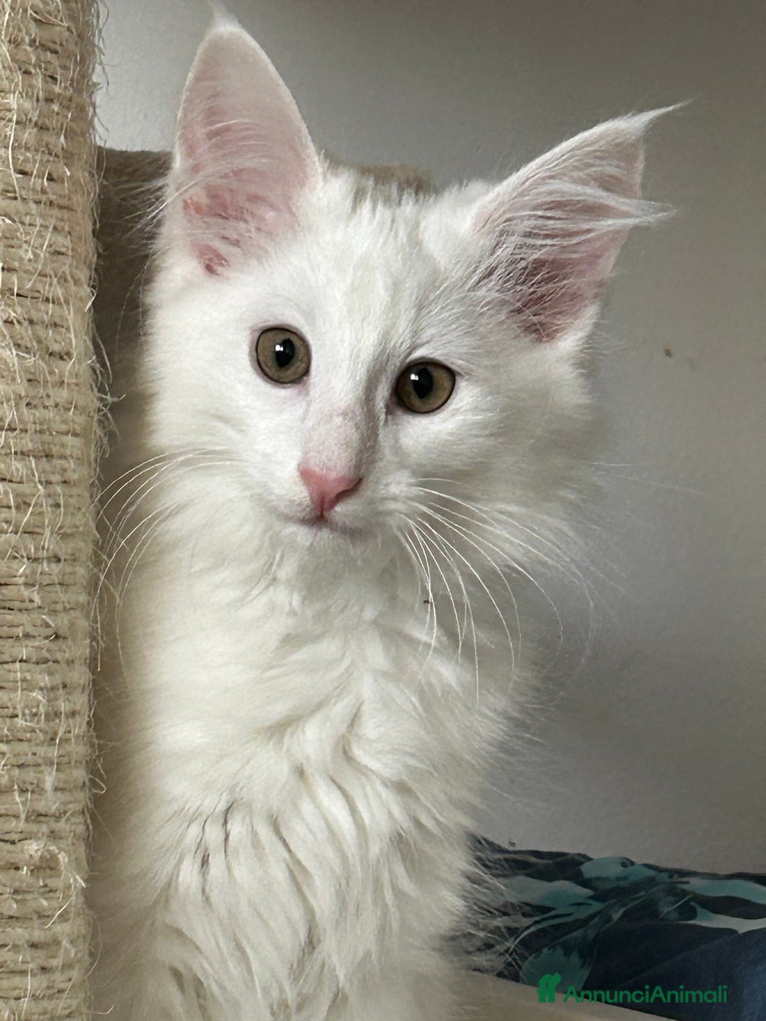 Norvegese gatti in vendita: Vendo cuccioli Norvegesi delle Foreste - Annuncio 3