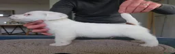 Jack Russell cani in vendita: Cucciolo maschio di Jack Russell a pelo ruvido - Annuncio 4