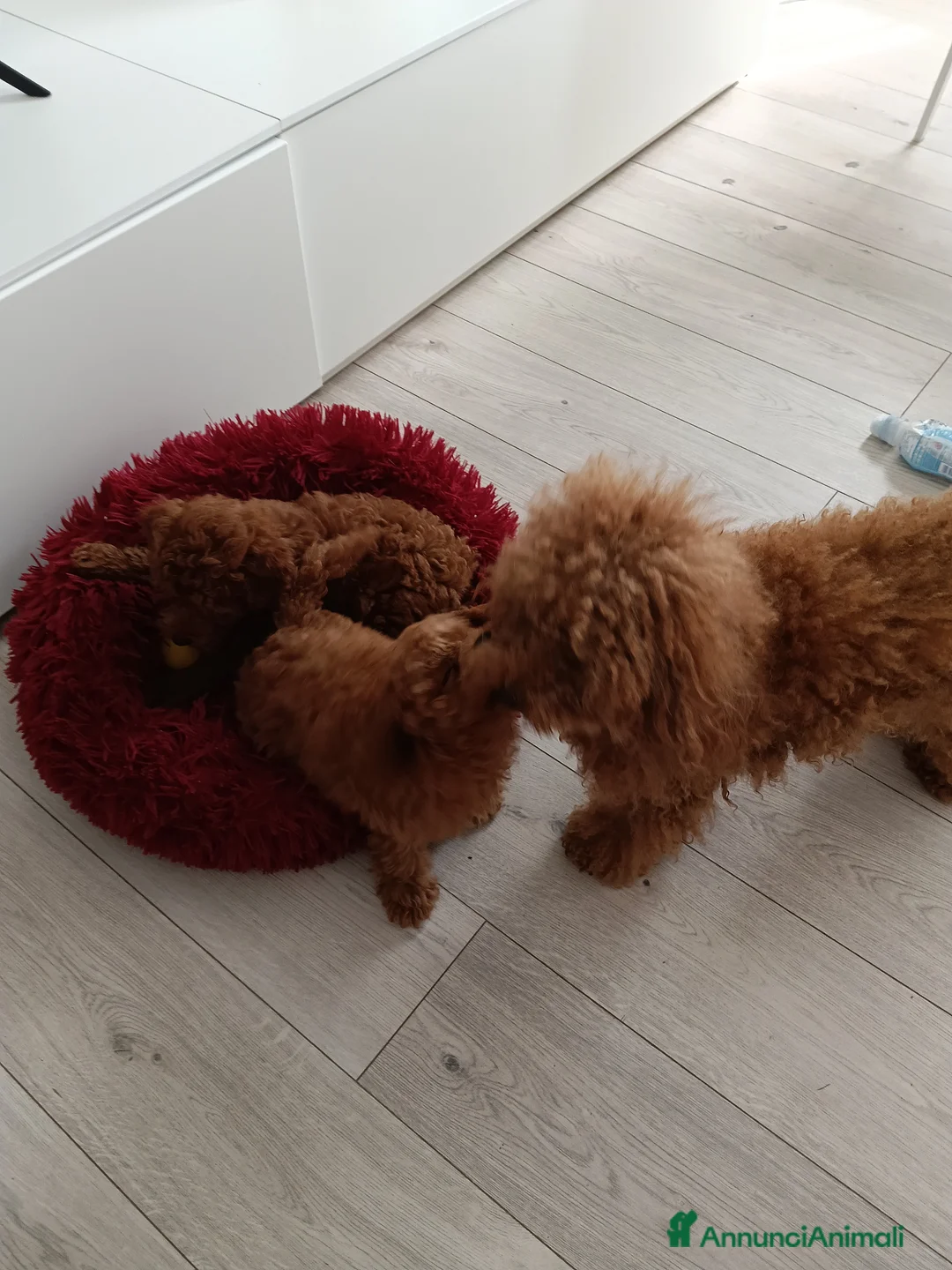 Barboncino Toy cani in vendita: Nostre meraviglie  a Provincia di Ferrara - Annuncio 2