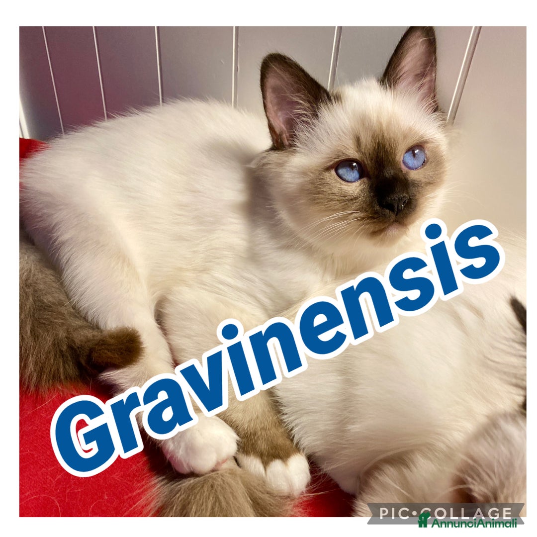 Sacro di Birmania gatti in vendita: 🐾 Cucciolo di Sacro di Birmania disponibile - Annuncio 4