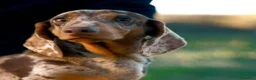 Bassotto cani per accoppiamento: Bassotto  - Annuncio 1