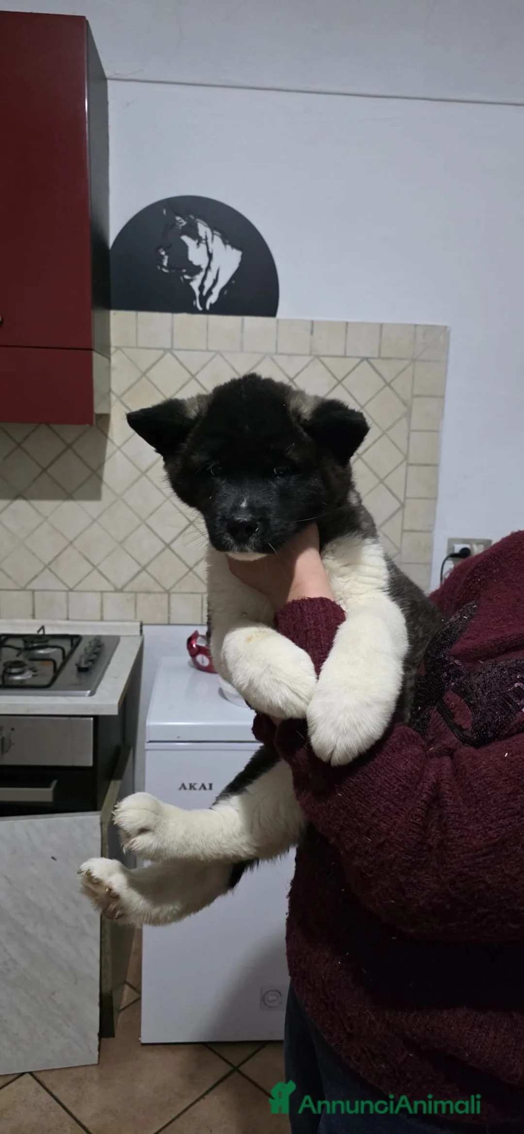 Akita Americano cani in vendita: Cuccioli akita americano  a Provincia di Alessandria - Annuncio 2