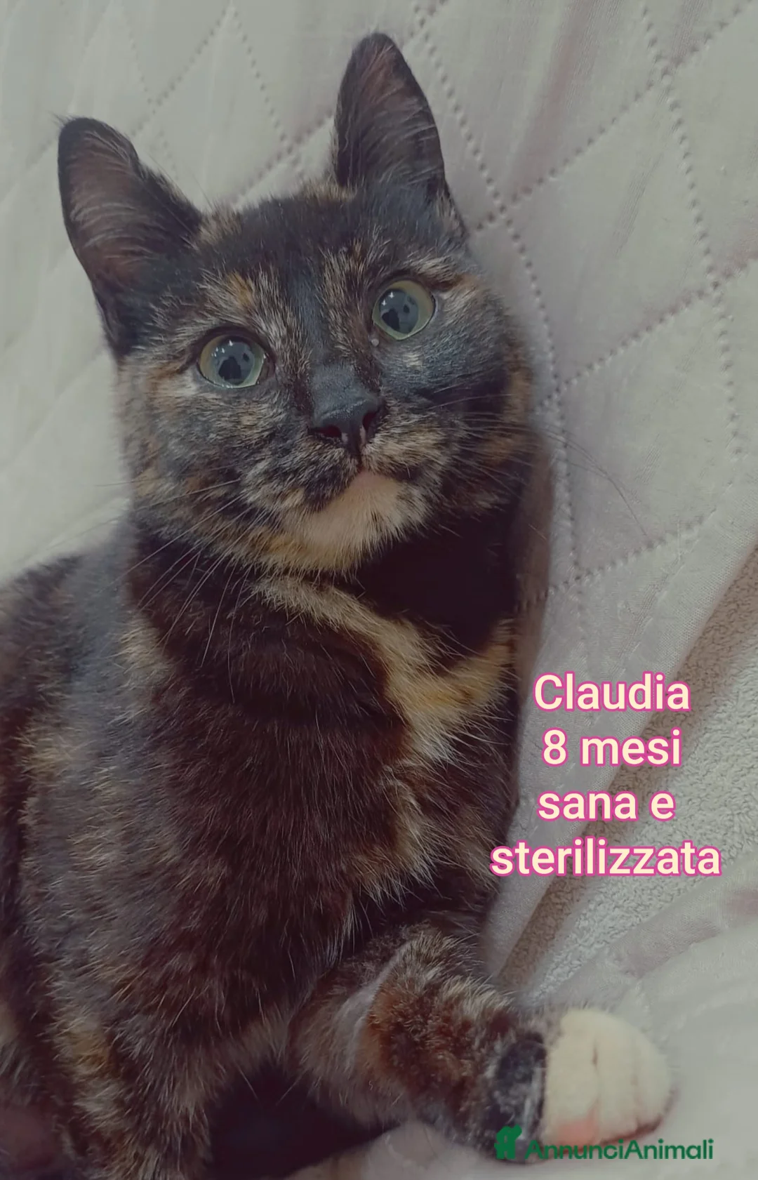 Altre razze gatti in regalo: GATTINI ABBANDONATI: EMERGENZA  - Annuncio 2