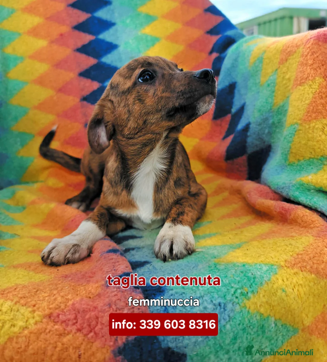 Meticcio cani in regalo: KIKO 🩷 - cucciola futura taglia media cerca amore - Annuncio 1