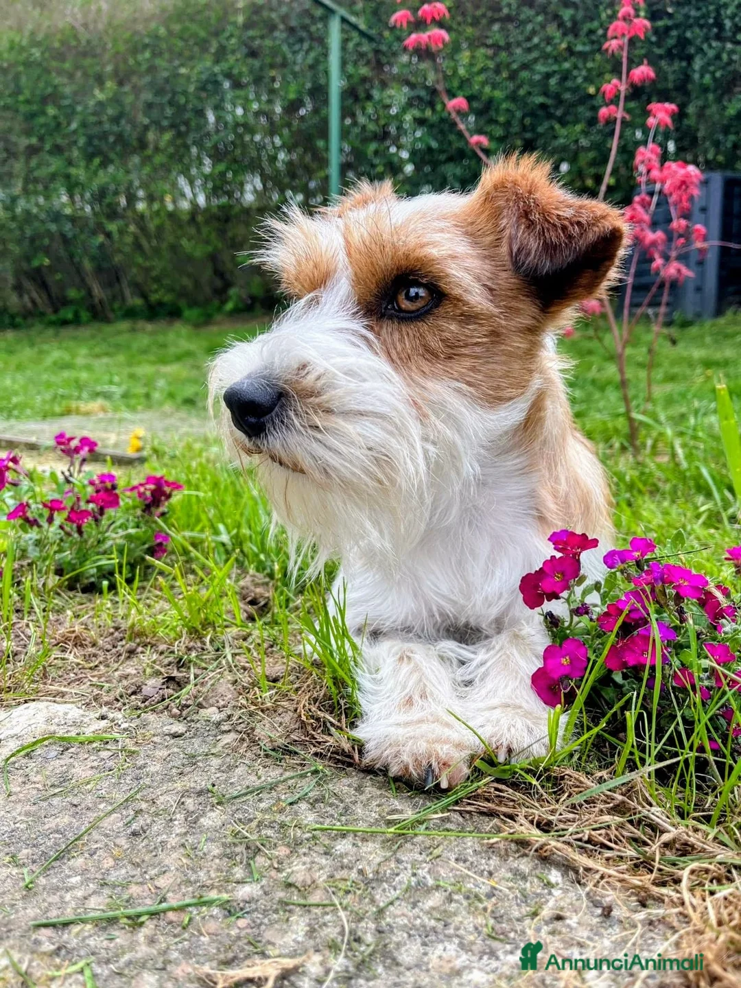 Jack Russell cani in vendita: Cuccioli Jack Russell  - Annuncio 4