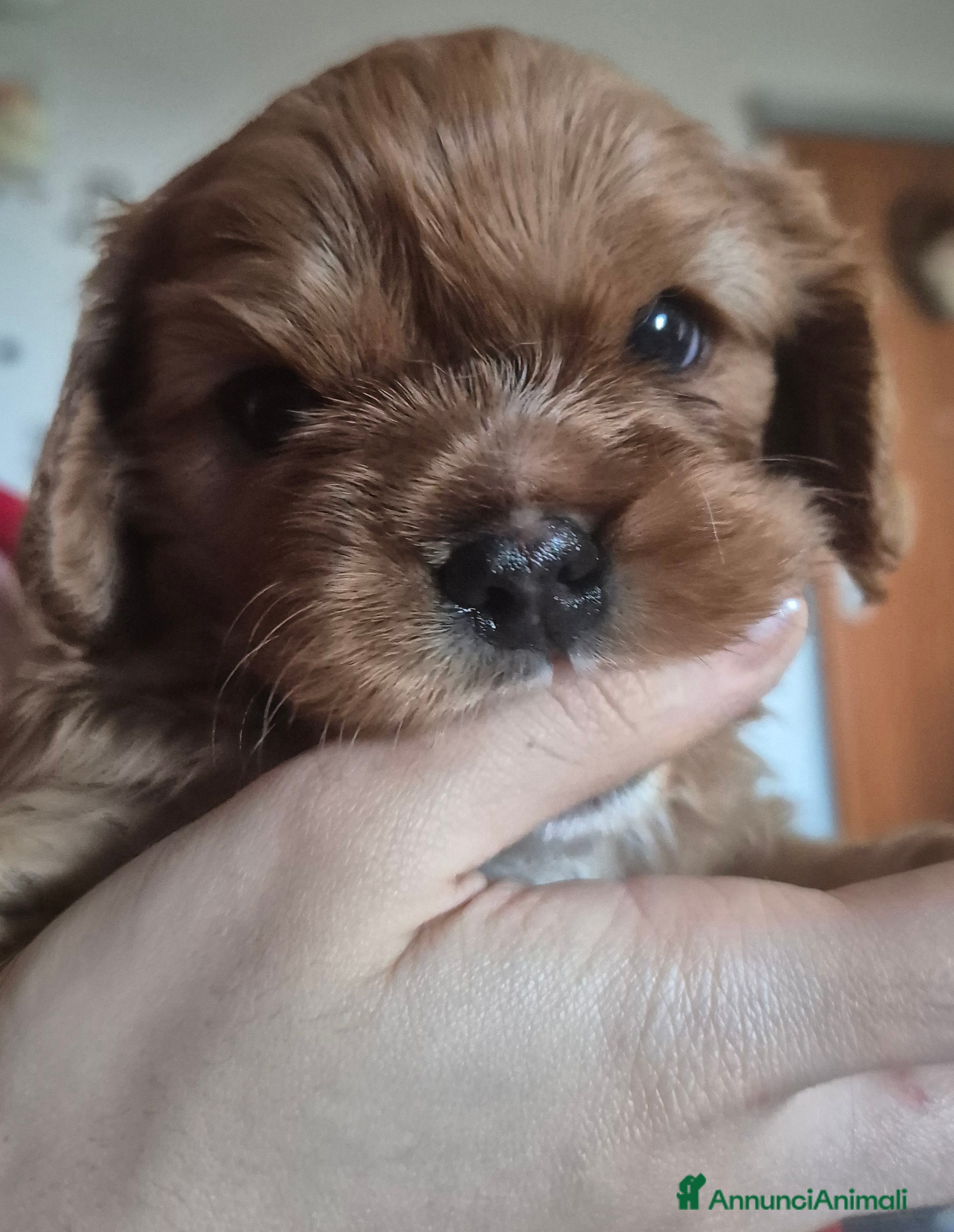 Cavalier King cani Cuccioli Cavalier King Charles Spaniel  - Annuncio 1