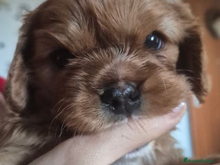 Cavalier King cani Cuccioli Cavalier King Charles Spaniel - Annuncio 1