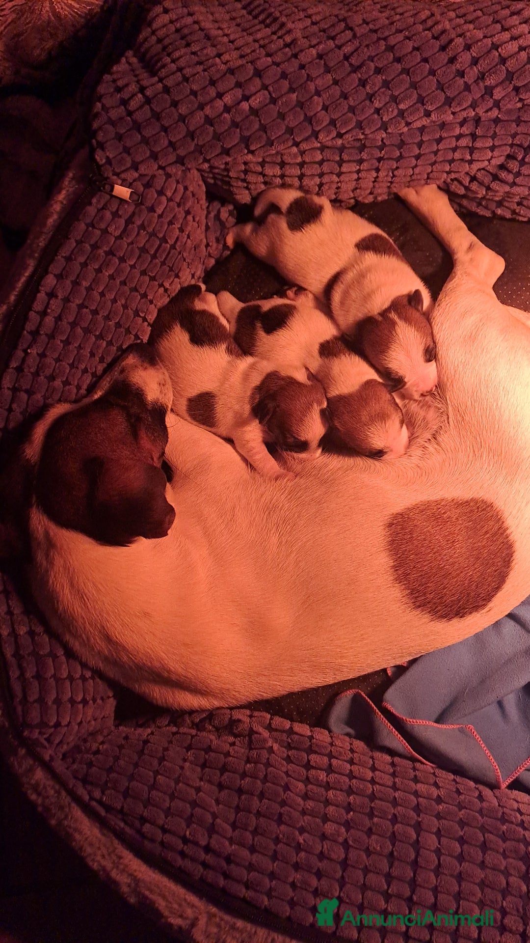 Jack Russell cani in vendita: Meravigliosi cuccioli di jack russell - Annuncio 2