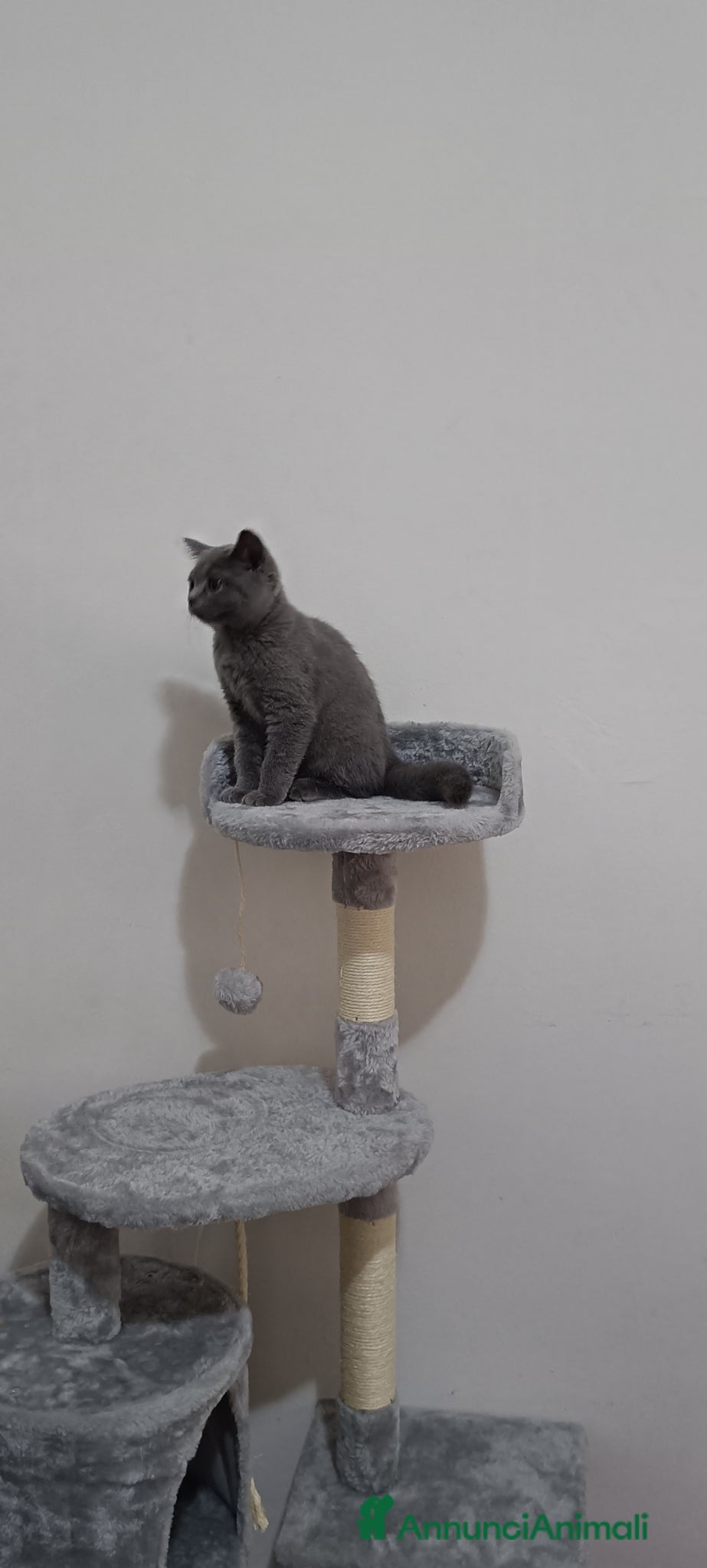 British gatti Adorabili cuccioli british  - Annuncio 1