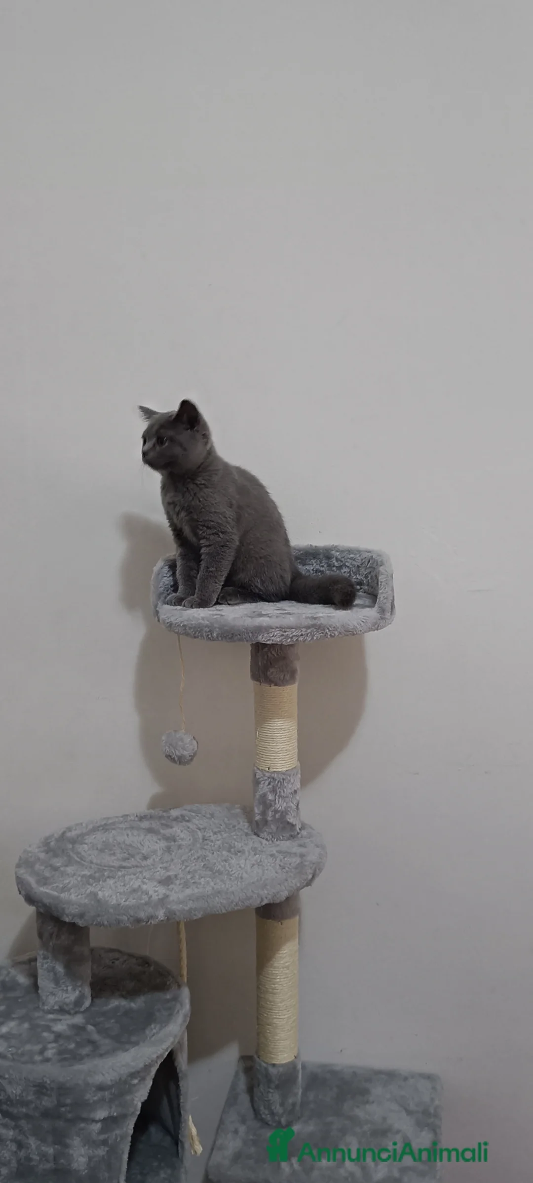 British gatti in vendita: Adorabili cuccioli british  - Annuncio 1