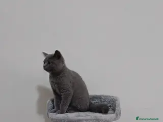 British gatti Adorabili cuccioli british - Annuncio 1