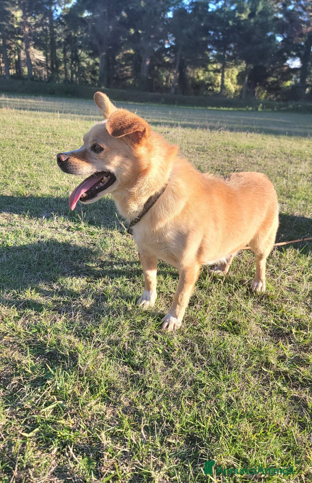 Meticcio cani in regalo: Bampy un nanetto che cerca casa - Annuncio 3
