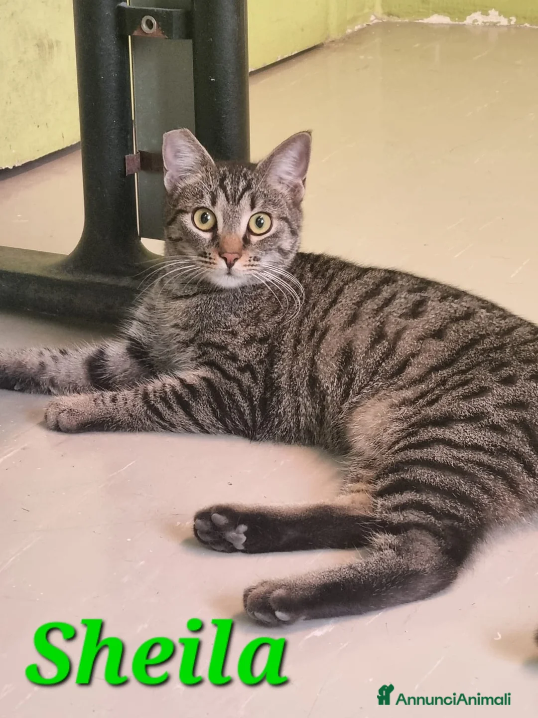 Europeo gatti in regalo: GATTINE DOLCISSIME CERCANO UNA MAMMA - Annuncio 4