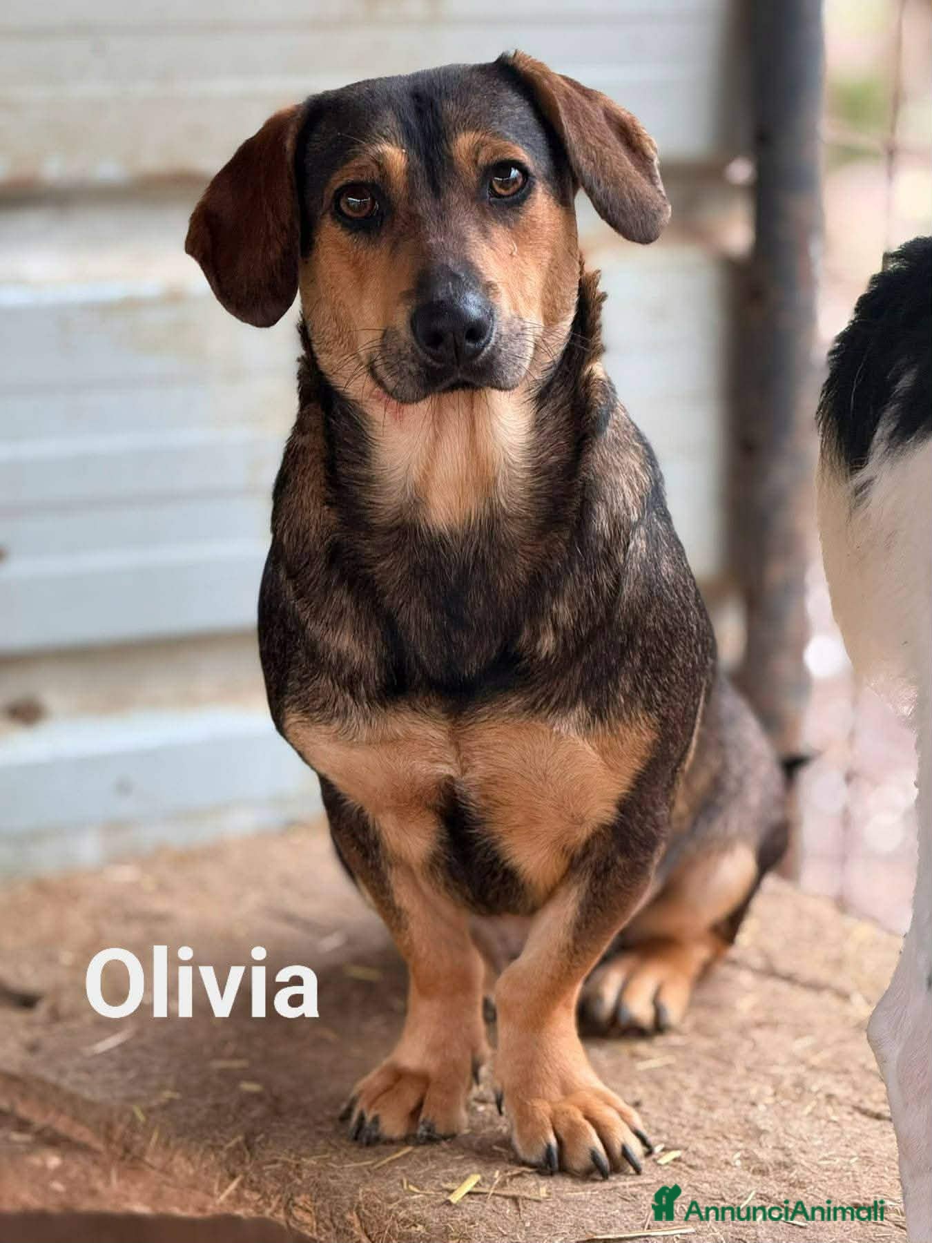 Meticcio cani OLIVE, tenera cagnolina ZAMPA CORTA! - Annuncio 26
