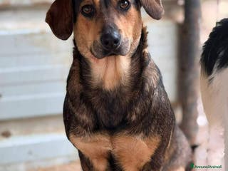 Meticcio cani OLIVE, tenera cagnolina ZAMPA CORTA! - Annuncio 26