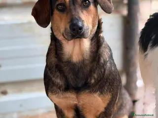 Meticcio cani OLIVE, tenera cagnolina ZAMPA CORTA! - Annuncio 28