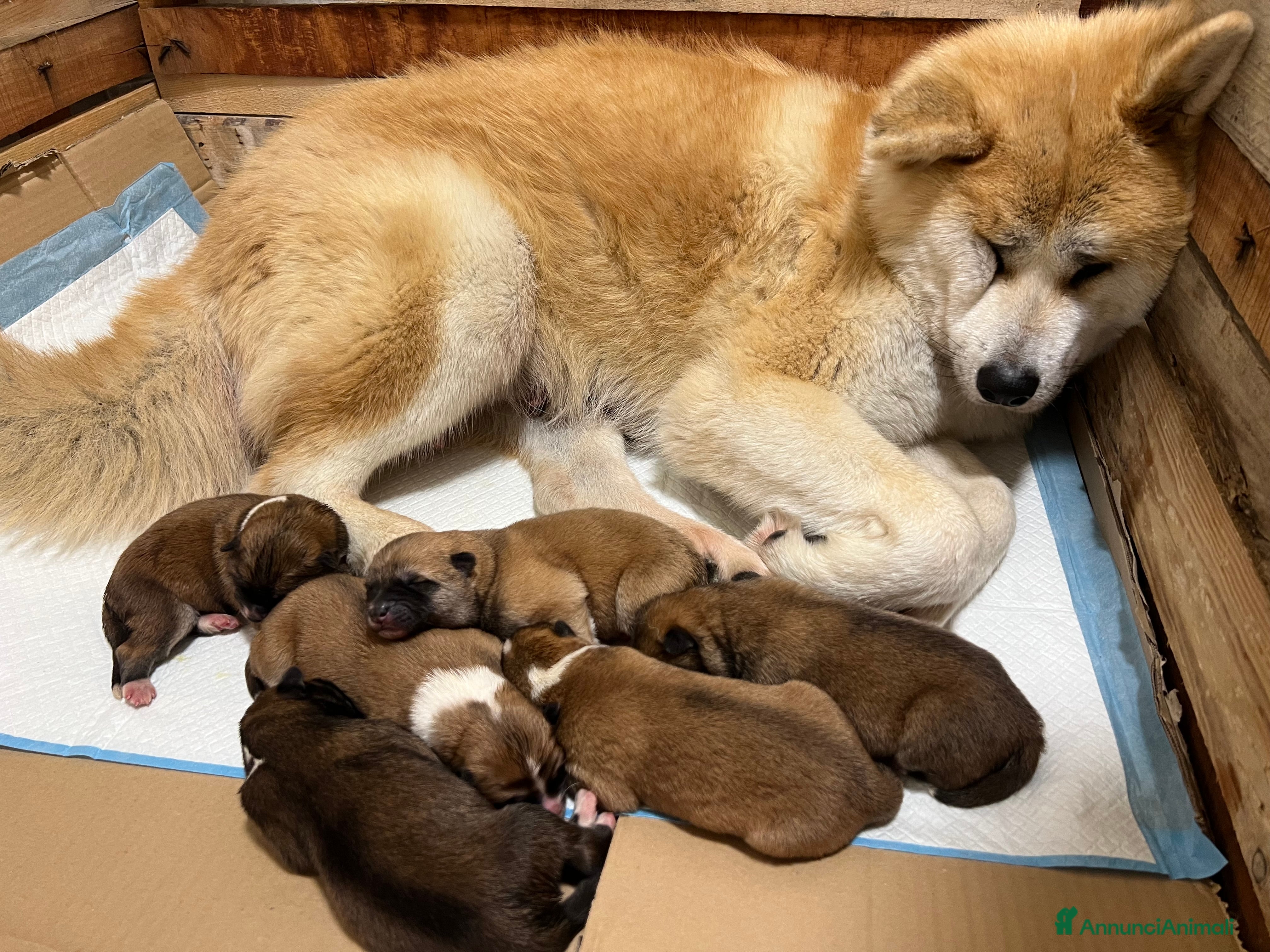 Akita Inu cani Cuccioli di Akita Inu disponibili Calabria  - Annuncio 1
