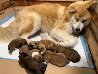 Akita Inu cani Cuccioli di Akita Inu disponibili Calabria - Annuncio 14