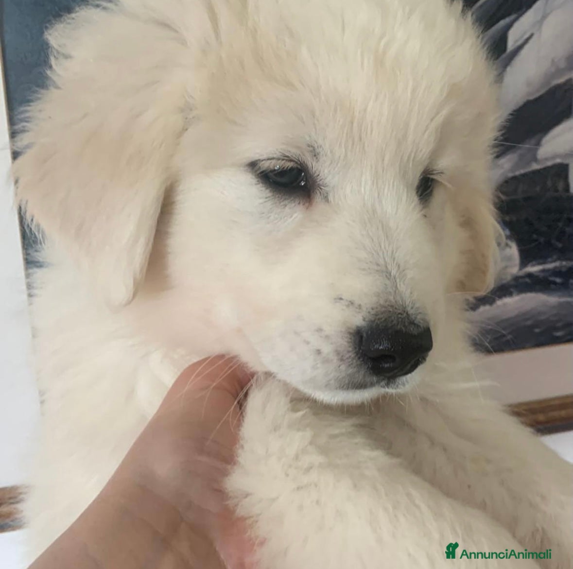 Pastore Maremmano cani Cuccioli di maremmano  - Annuncio 19