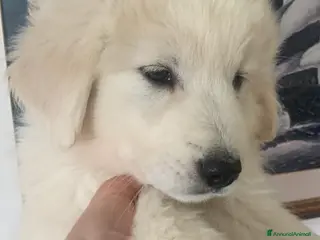 Pastore Maremmano cani Cuccioli di maremmano - Annuncio 19